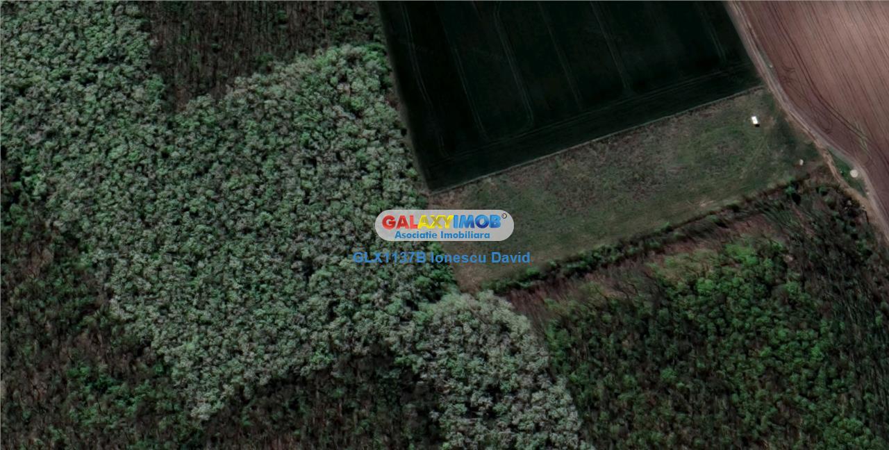 Teren de vanzare Mogosoaia langa padure, 10.000 mp, ideal proiect case